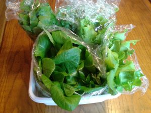 This lettuce from the Tower Garden is ready to be donated to the local homeless shelter.